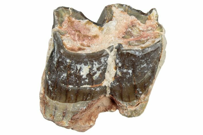 Fossil Running Rhino (Hyracodon) Jaw Section - South Dakota #300395